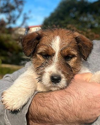 Cuccioli jack russell pelo ruvido