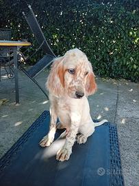 Setter inglese