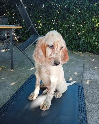 Setter inglese