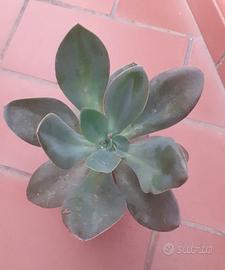 Pianta Echeveria Metallica