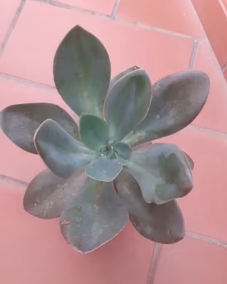 Pianta Echeveria Metallica