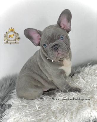 Incantevoli bulldog francese Lilac