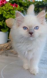 Ragdoll