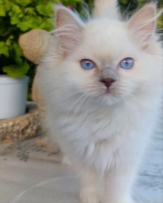 Ragdoll