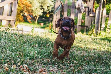 Cucciolo Rhodesian Ridgeback