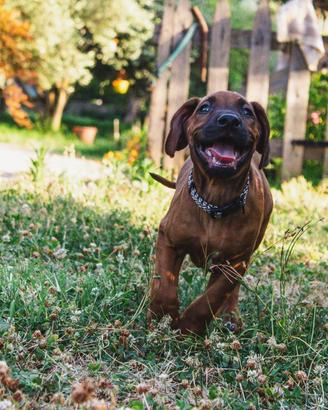 Cucciolo Rhodesian Ridgeback