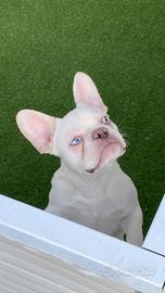 cuccioli di bulldog francese 