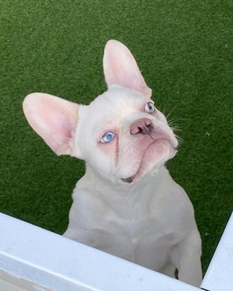 cuccioli di bulldog francese 