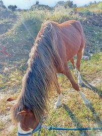 Cavallo