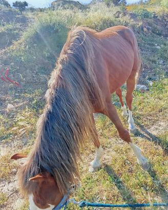 Cavallo