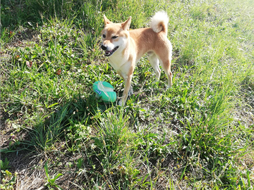 Shiba inu adulto