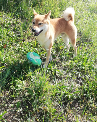Shiba inu adulto