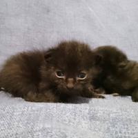 Sei gattini inc norvegese/persiano