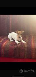 Jack Russel