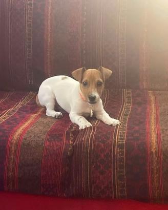Jack Russel