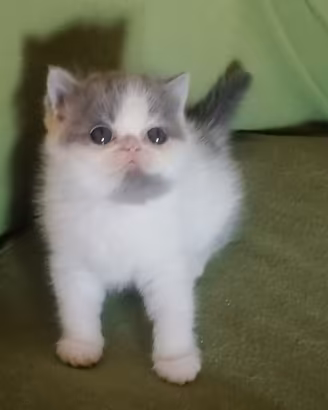 Gattini razza exotic shorthair con Pedigre