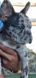 Bull dog francese