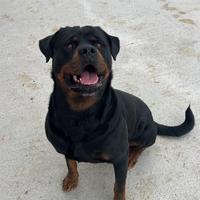 Rottweiler, quattro anni