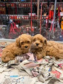 Maltipo cuccioli 3 mesi maschi e femmine