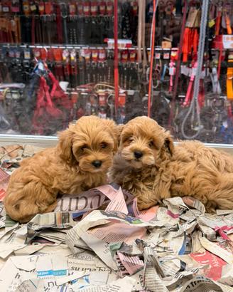 Maltipo cuccioli 3 mesi maschi e femmine