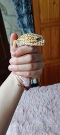 Geco Leopardino