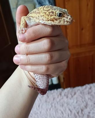 Geco Leopardino