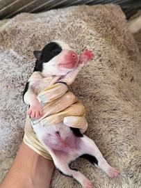 Cuccioli pitbull/amstaff