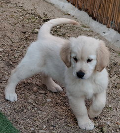 Golden retriever pedigree enci