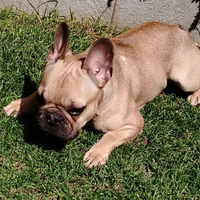 Bulldog francese per monta