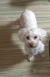 Cani taglia piccola