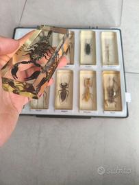 55 insetti dal mondo + 2 doppioni