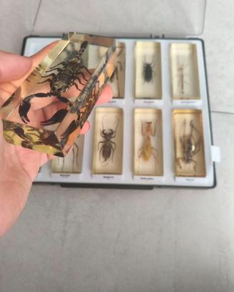 55 insetti dal mondo + 2 doppioni
