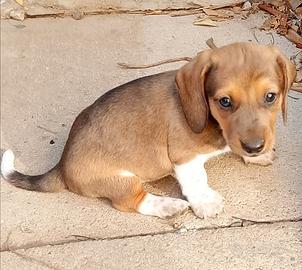 2 bassotti maschio Piebald
