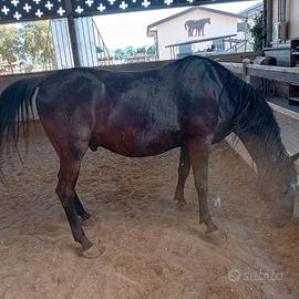 Cavallo lipizzano sella e attacchi super