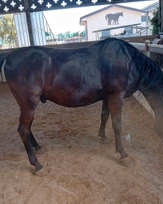 Cavallo lipizzano sella e attacchi super
