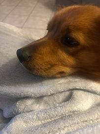 Cucciolo meticccio di 19 mesi
