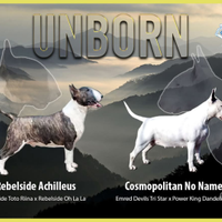 Bull terrier cuccioli - allevamento a Milano