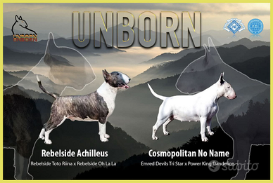 Bull terrier cuccioli - allevamento a Milano