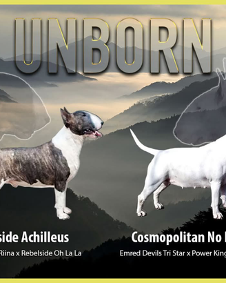 Bull terrier cuccioli - allevamento a Milano