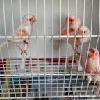 Canarini mosaico rosso