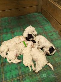 Cuccioli Lagotto Romagnolo