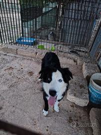 Border collie
