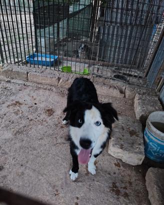 Border collie