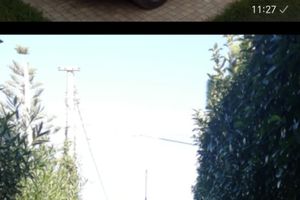 Koleos bianco perlato