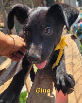 Cuccioloni 4 mesi