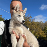 Siberian Husky con pedigree enci