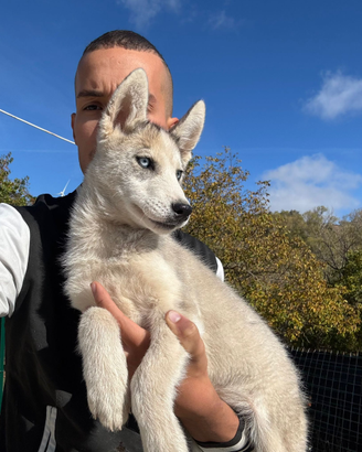 Siberian Husky con pedigree enci
