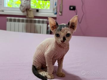 Cucciola Sphynx femmina nata il 26/06/26