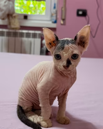 Cucciola Sphynx femmina nata il 26/06/26