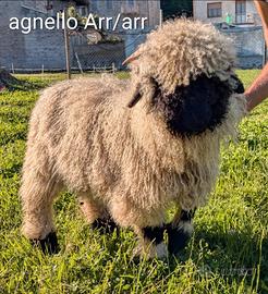 Agnelli naso nero del vallese